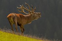 291 - BURLEN - DE FRAINE JOZEF - belgium